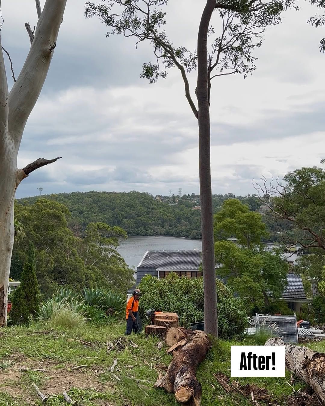 Same tree after being safely pruned back and cleaned up