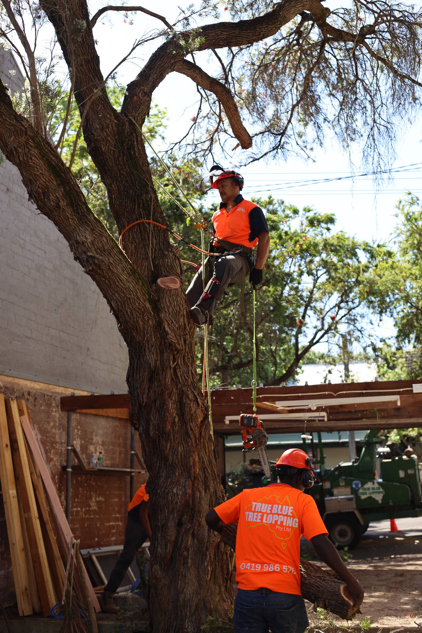 True Blue climber removing a limb from a large gum tree