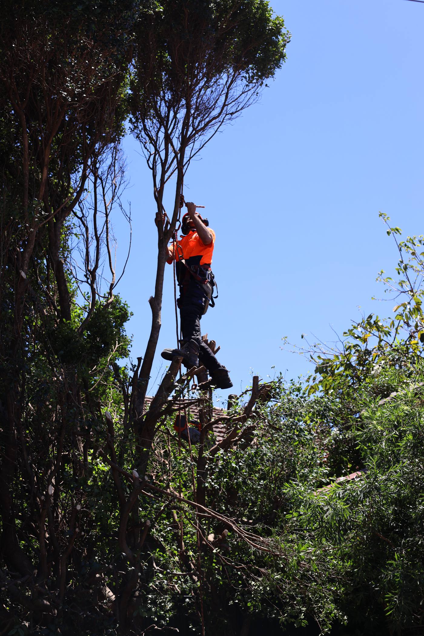 Climber shaping a canopy from a rope and harness