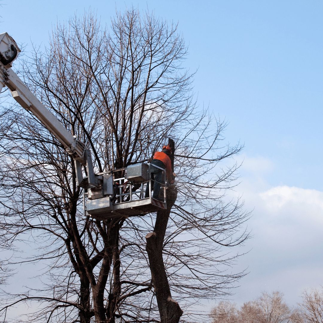 Elevated platform being used to access a difficult tree